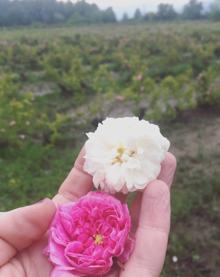 Rosa damascena, Distilleria Enio Bonchev, Bulgaria.