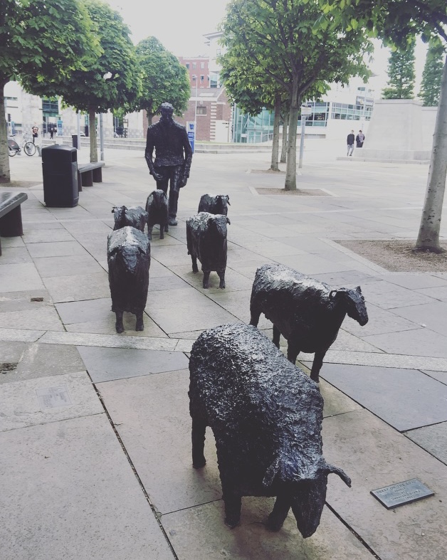 Pecore su strada, Lanyon Place, Belfast, Irlanda del Nord, Regno Unito.