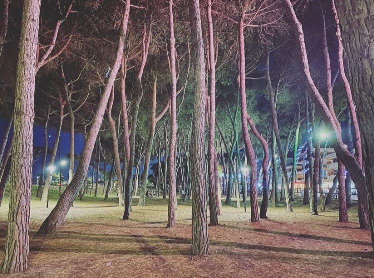 Abruzzo, Alba Adriatica, pineta.